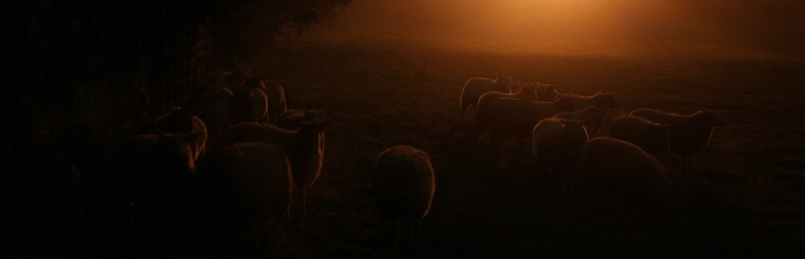 Sheep Silhouettes